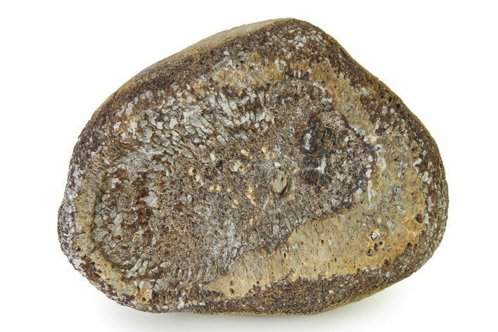 Fossil Mosasaur Paddle Bone - Texas #322923